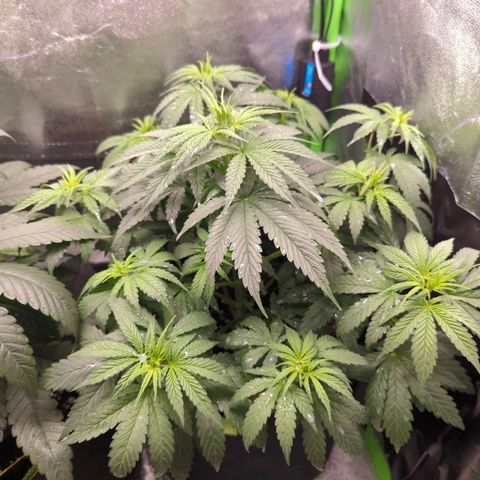 DGP growlog timeline photo