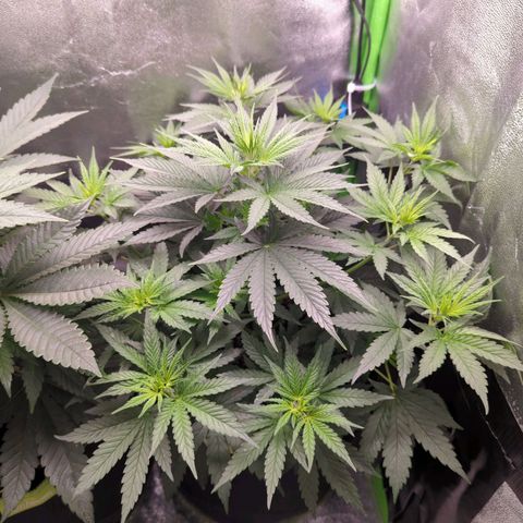 DGP growlog timeline photo