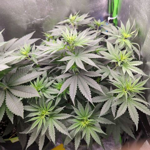 DGP growlog timeline photo