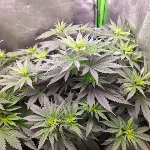 DGP growlog timeline photo
