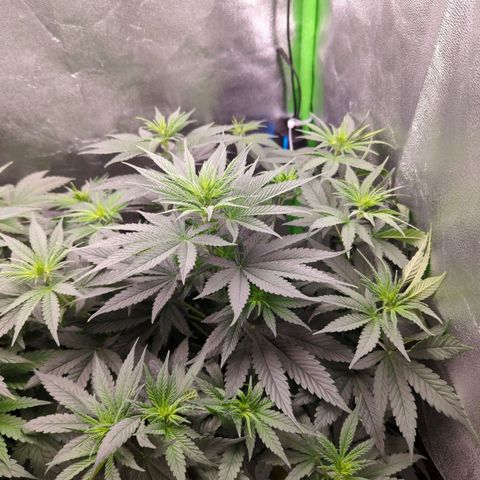 DGP growlog timeline photo