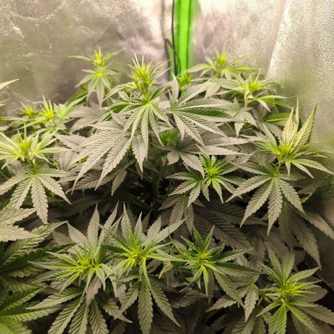 DGP growlog timeline photo