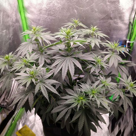 DGP growlog timeline photo