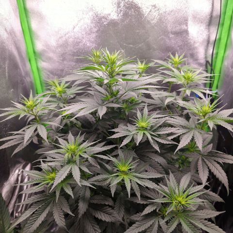 DGP growlog timeline photo