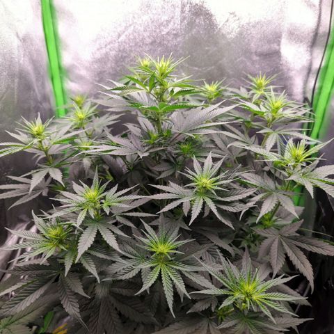 DGP growlog timeline photo