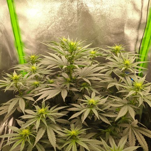 DGP growlog timeline photo