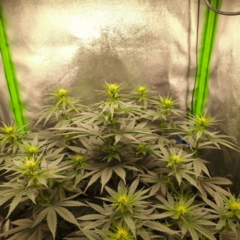 DGP growlog timeline photo