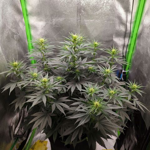 DGP growlog timeline photo