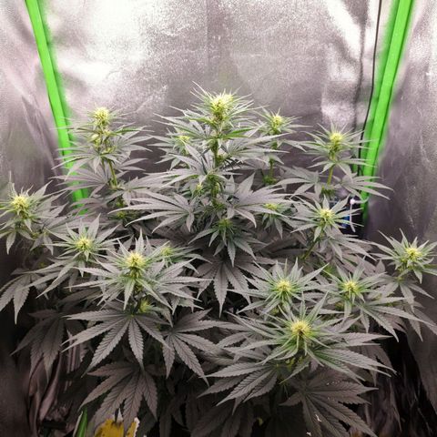 DGP growlog timeline photo