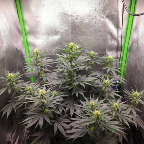 DGP growlog timeline photo