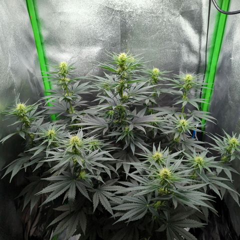 DGP growlog timeline photo