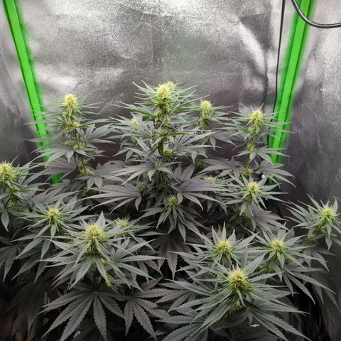 DGP growlog timeline photo