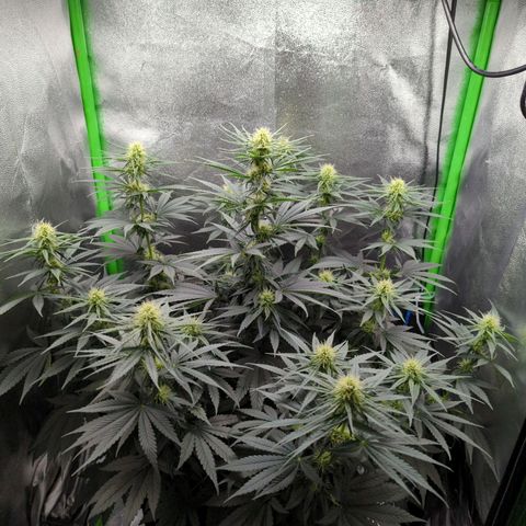 DGP growlog timeline photo