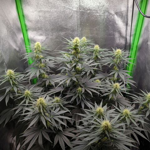 DGP growlog timeline photo