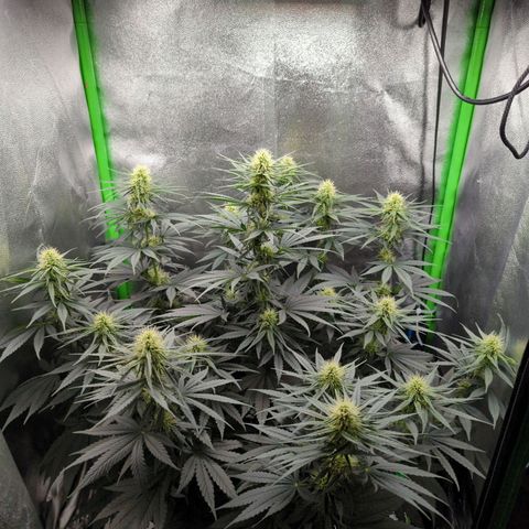 DGP growlog timeline photo