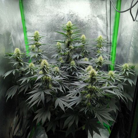 DGP growlog timeline photo