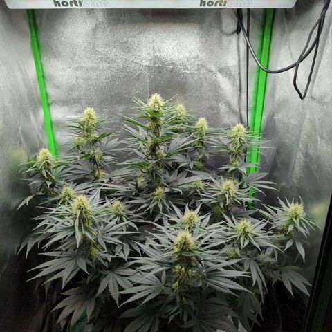 DGP growlog timeline photo