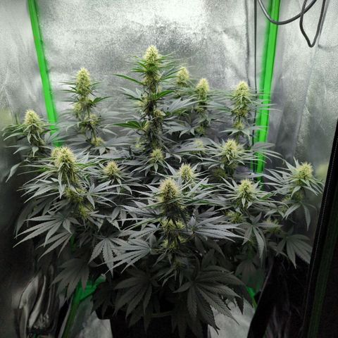 DGP growlog timeline photo