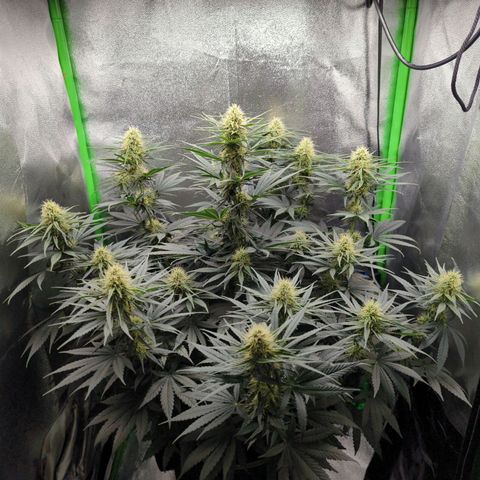 DGP growlog timeline photo