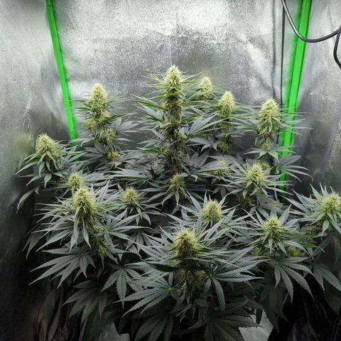 DGP growlog timeline photo