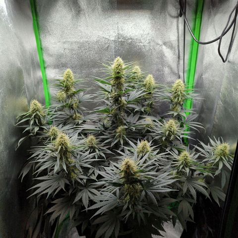 DGP growlog timeline photo