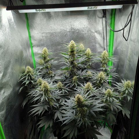 DGP growlog timeline photo