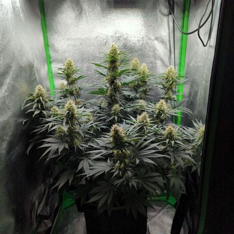 DGP growlog photo: Bestäubung findet durch Cherrytini statt
