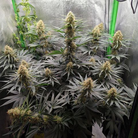 DGP growlog photo: Bestäubung war erfolgreich! 