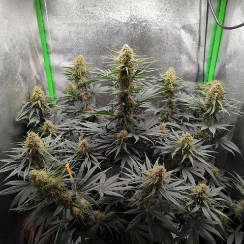 DGP growlog timeline photo