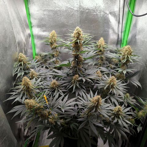 DGP growlog timeline photo