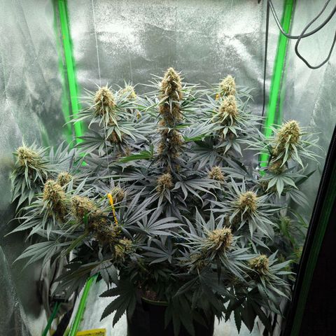 DGP growlog timeline photo