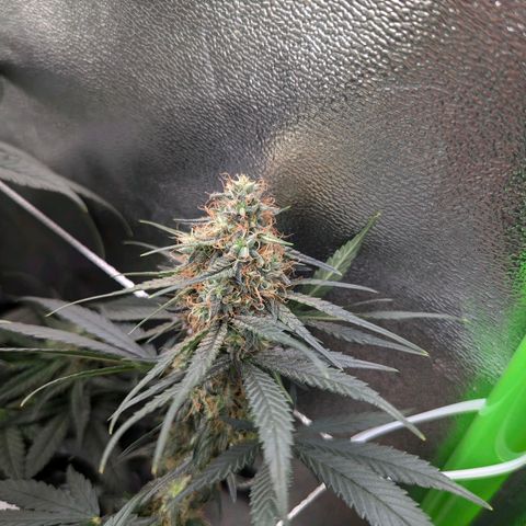 DGP growlog timeline photo