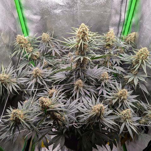 DGP growlog timeline photo