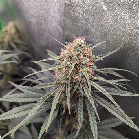 DGP growlog timeline photo