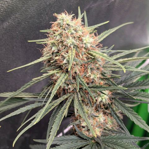 DGP growlog timeline photo