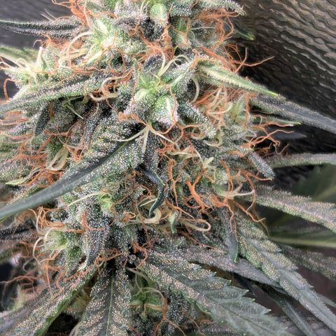 DGP growlog timeline photo