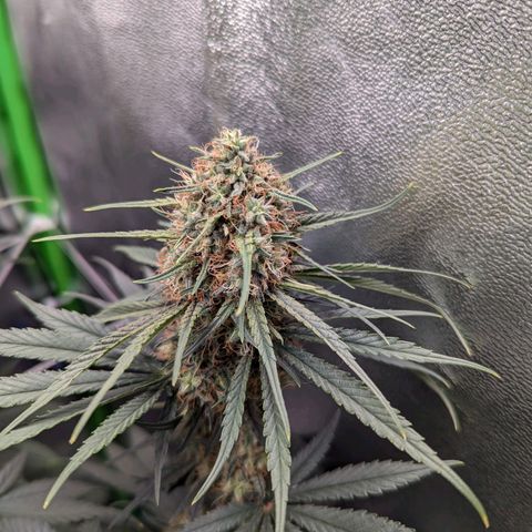 DGP growlog timeline photo