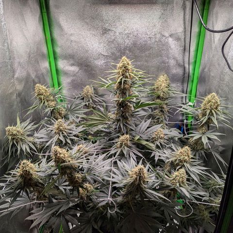 DGP growlog timeline photo