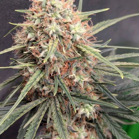 DGP growlog timeline photo