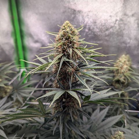 DGP growlog timeline photo