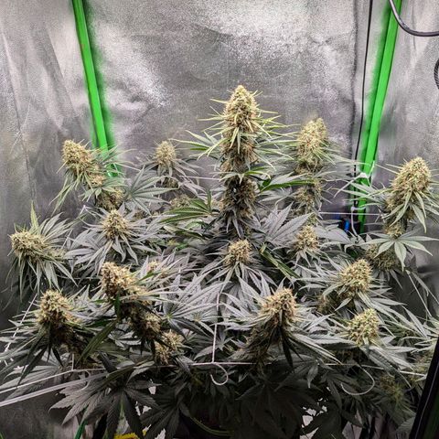 DGP growlog timeline photo
