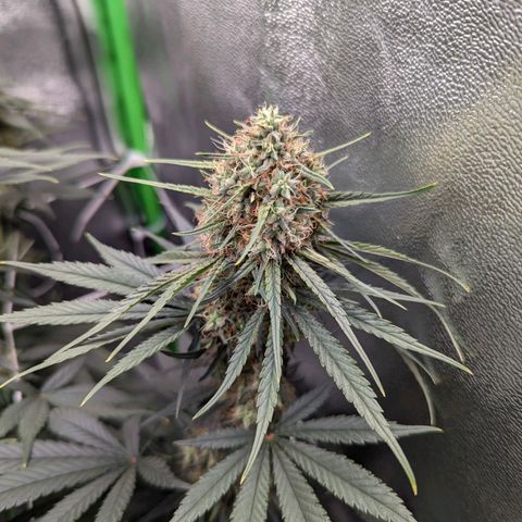DGP growlog timeline photo