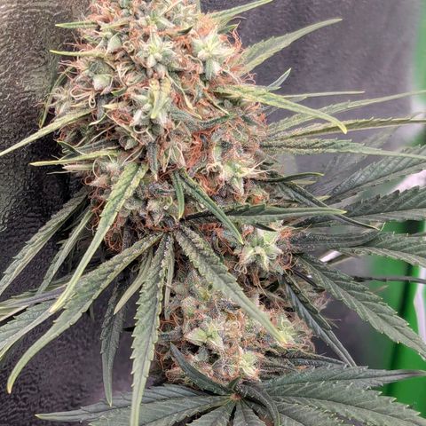 DGP growlog timeline photo