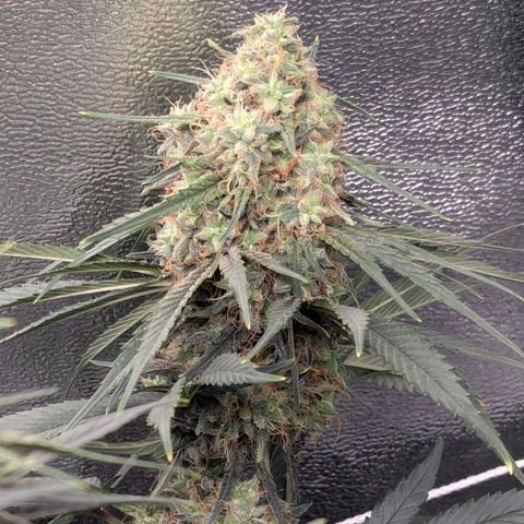 DGP growlog timeline photo