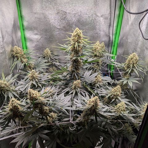 DGP growlog timeline photo