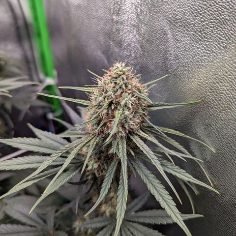 DGP growlog timeline photo