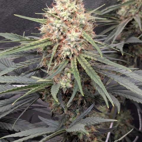 DGP growlog timeline photo