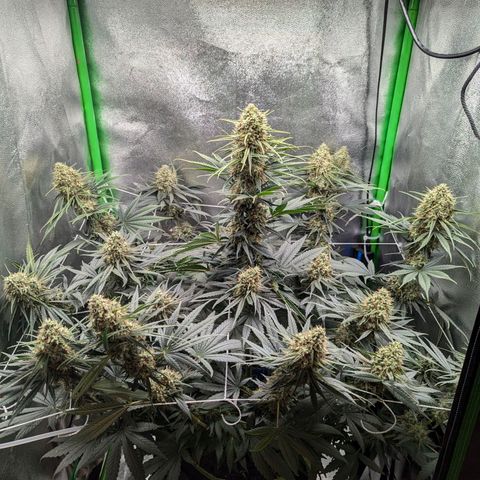 DGP growlog timeline photo