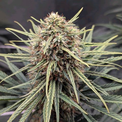 DGP growlog timeline photo