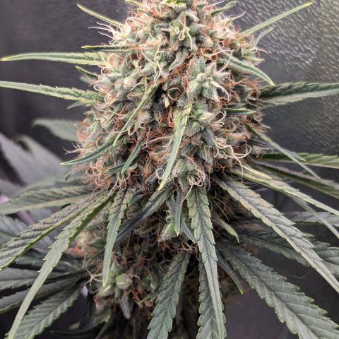 DGP growlog timeline photo